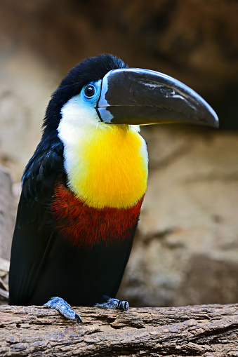 close-up of a channel-billed toucan (Ramphastos vitellinus)