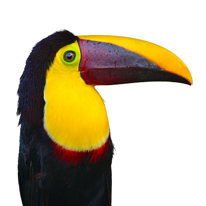 close-up of a chestnut-mandibled toucan (ramphastos ambiguus swainsonii), also known as swainson’s toucan
