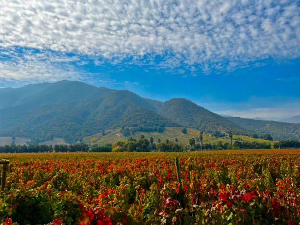 istock Vineyard in South America 1392928821