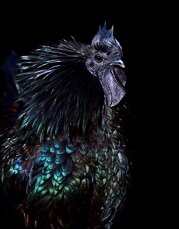 close-up of an ayam cemani cockerel / black rooster on black background. This species is complete black - a rare kind of hyperpigmentation.