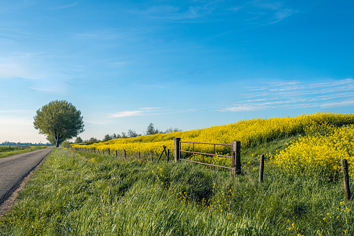 Narrow country road along a Dutch dike with yellow flowering rapeseed. The photo was taken in springtime near the village of Raamsdonk, municipality of Geertruidenberg, province of North Brabant.