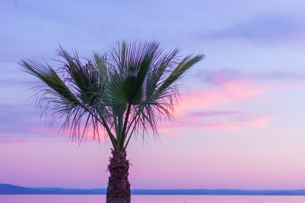 one palm tree close-up against the sky during sunset