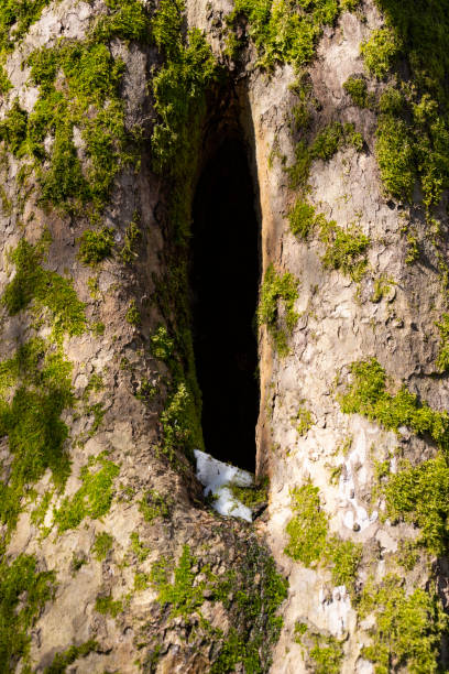 A tree hollow in an old, moss-covered tree trunk located in a large forest, close, in the background. Snow is visible at the bottom of the hollow, early spring, the end of winter
