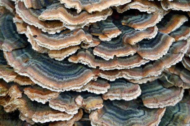 istock Natural textures in nature. Background. Tinder fungus on a dry tree 1392933195