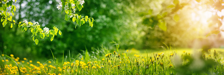 Pear blossoming in the sunny natural park in spring. Meadow with dandelions in the forest. Panoramic view.