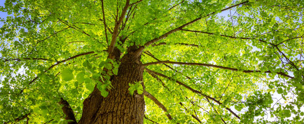 istock Old giant linden tree with fresh young foliage. 1392933327