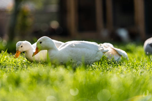 istock Domestic Cute White Pekin Ducks Enjoy on Fresh Green Grass in Spring 1392936693