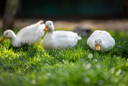 two spot‐billed ducks walk on field