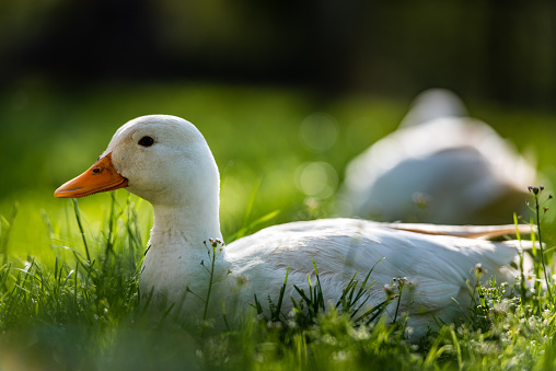 Domestic Cute White Pekin Ducks Enjoy on Fresh Green Grass in Spring