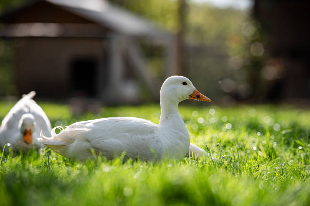 istock Domestic Cute White Pekin Ducks Enjoy on Fresh Green Grass in Spring 1392936699