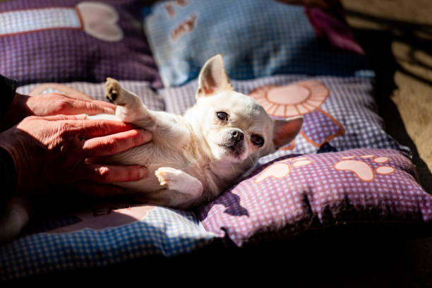 Cute White Chihuahua  Sunbathing on Blanket Outdoors on Spring Sunny Day