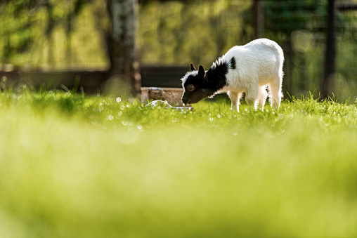 Baby Goat on the Organic Farm Enjoy in the Fresh Green Grass