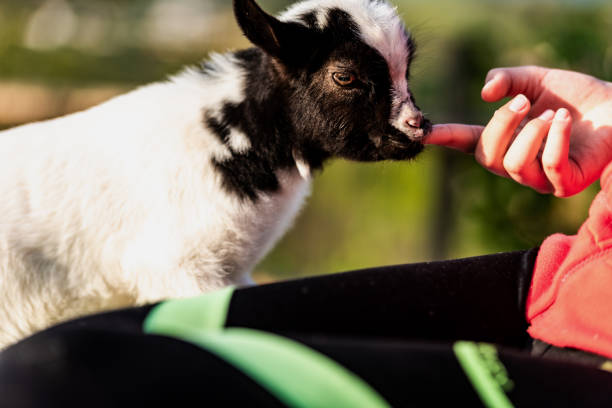 a small white goat sits in a blue trough
