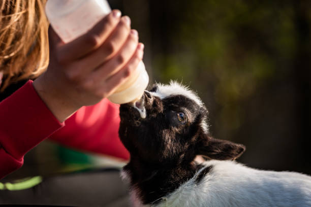 girl feeding baby goat by bottle - animals feeding animal child kid goat imagens e fotografias de stock