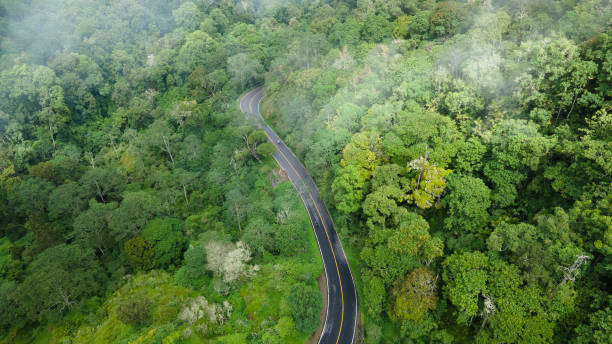 strada nebbiosa all'interno della foresta pluviale tropicale con nebbia drammatica - meteorology rain fog forest foto e immagini stock