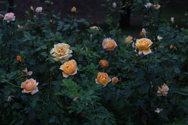 istock Roses in the park 1392941971