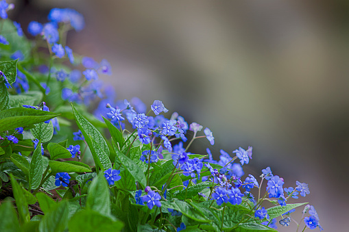 blurred background with blue flowers Omphalodes verna, the creeping navelwort or blue-eyed mary close-up