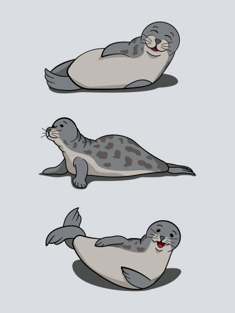 Cute sea seals laying around Vector illustration of cute sea seals laying around. Suitable for animal day, seal day, etc. seal pup stock illustrations