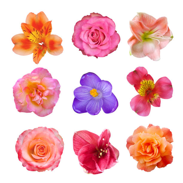 istock Macro photo flower set on white isolated background. 1392942404