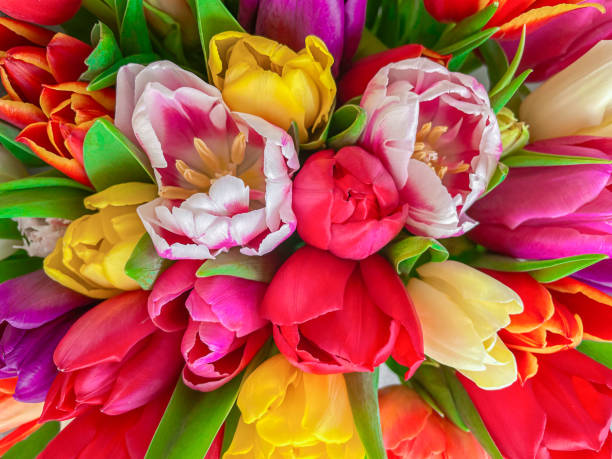 istock Bouquet of tulips , close up view 1392943533
