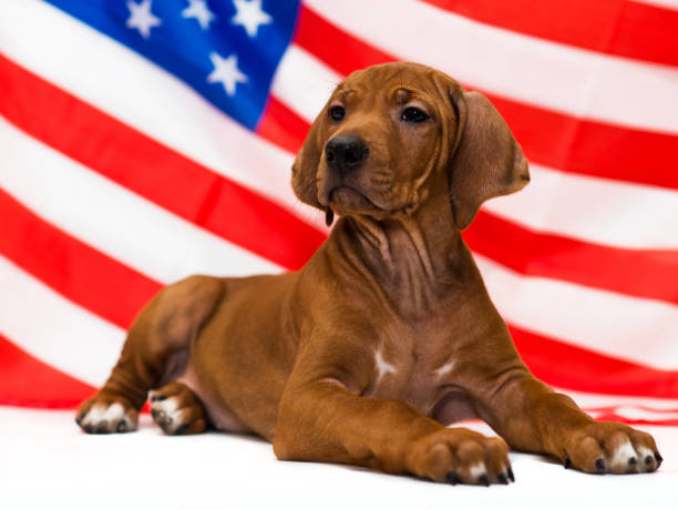 rhodesian ridgeback puppy and american usa flag on independence day - national hero imagens e fotografias de stock