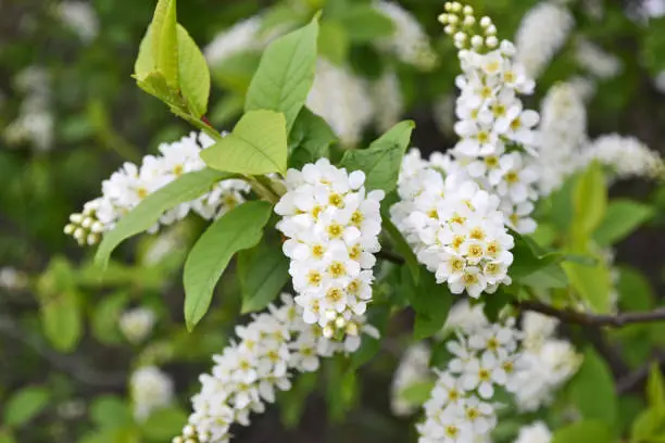 White bird cherry blossoms in close-up. Blooming season. Allergy to pollen of flowering plants