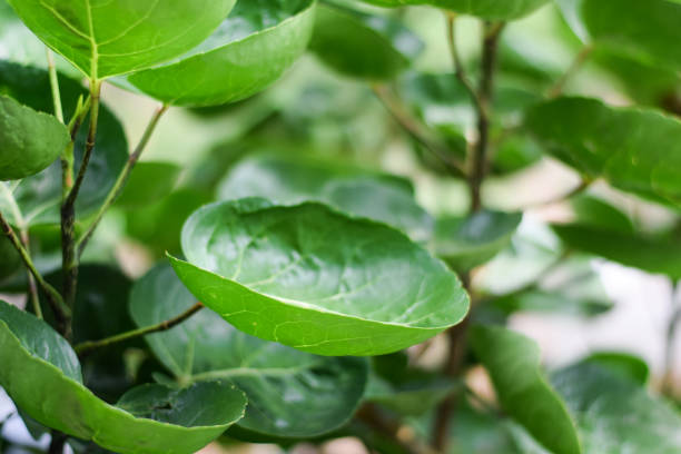istock Shield Aralia or Dinner Plate Aralia plant. home plant decoration concept 1392945163
