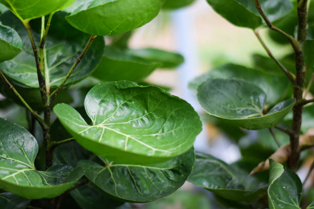 istock Shield Aralia or Dinner Plate Aralia plant. home plant decoration concept 1392945203