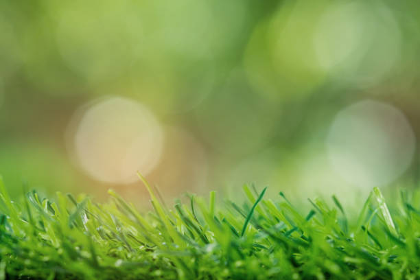 istock grass field background, green nature 1392945490