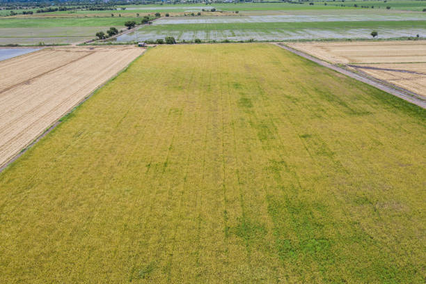 istock field background, top view landscape, nature 1392946421