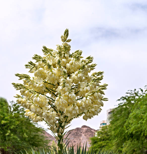 Blossoming bud of Yucca rostrata palm from the family Agavaceae, close up evergreen plant for outdoors ideas of landscape arrangement