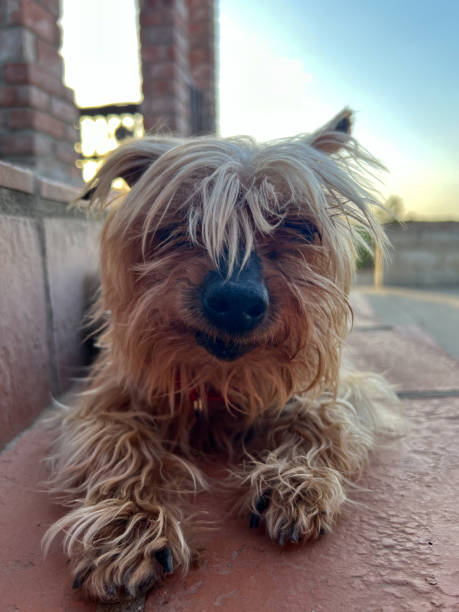Messy Hair Dog Stock Photos, Pictures & Royalty-Free Images - iStock Messy Hair Dog Stock Photos, Pictures & Royalty-Free Images - iStock