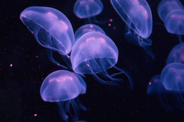 暗い水の中で光る紫色の箱クラゲの群れ - �アンドンクラゲ ストックフォトと画像