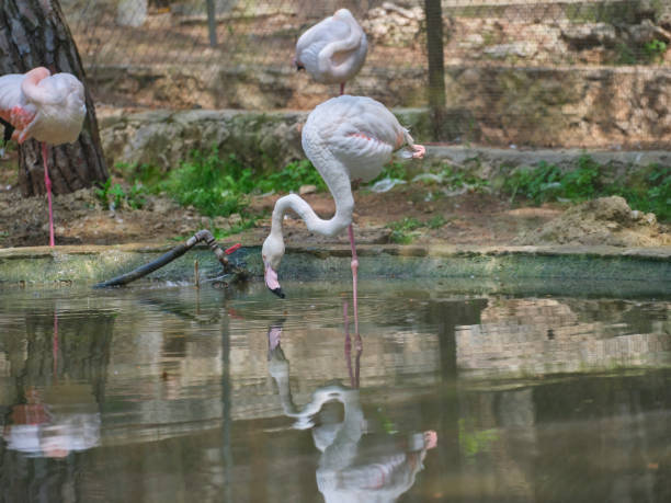 istock beautiful flamingo birds at a water's edge 1392949956