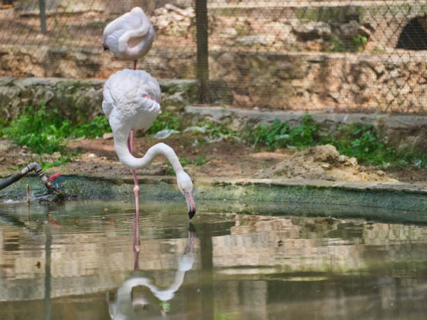 beautiful flamingo birds at a water's edge