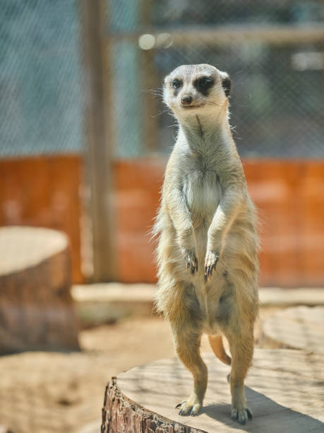 istock a cute meerkat in the zoo 1392952339