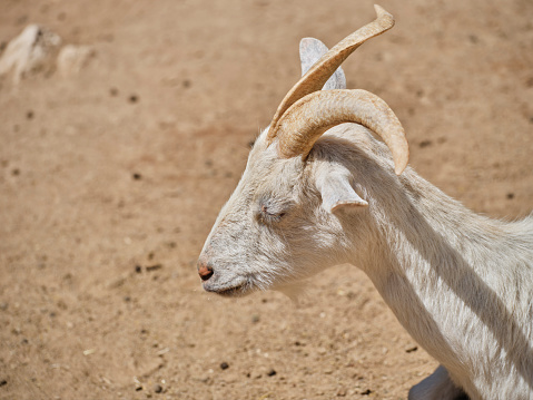 beautiful mountain goat on a farm