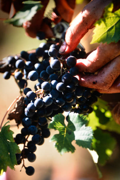 istock harvest of black grapes 1392956214