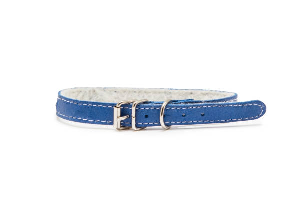The collar is isolated on a white background