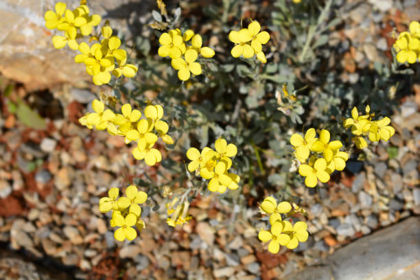 istock Croatian endemic plant 1392957646