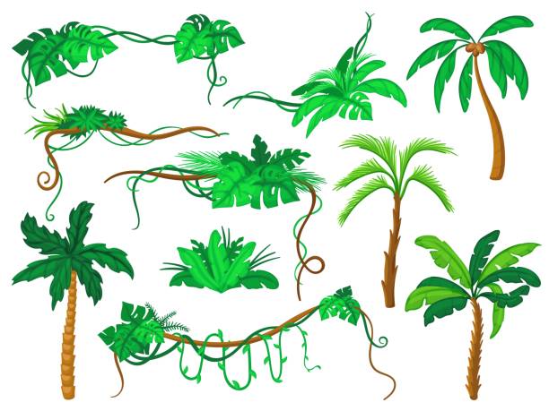 ilustrações de stock, clip art, desenhos animados e ícones de jungle cartoon plants. palm trees, green lianas and leaves. decorative corners elements with leaf, isolated liana branch. gaming bright neat vector objects - fern forest ivy leaf