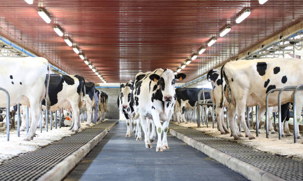 istock Cows coming back to the barn 1392957828