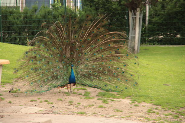 istock Peacock with feathers open to impress the female 1392959475
