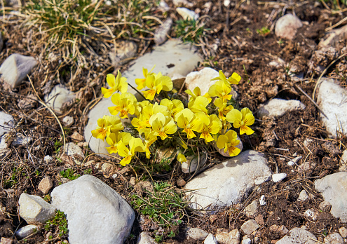 Yellow wild pansy in April in the Apennines, Gran Sasso e Monti della Laga National Park