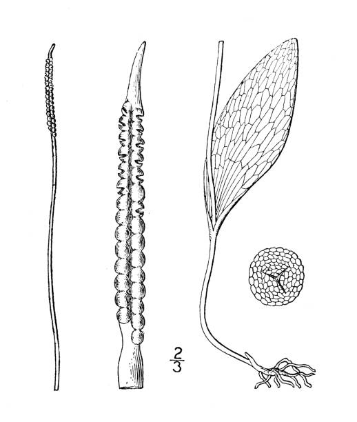 ilustracja rośliny antycznej botaniki: ophioglossum vulgatum, język addera - european adder illustrations stock illustrations