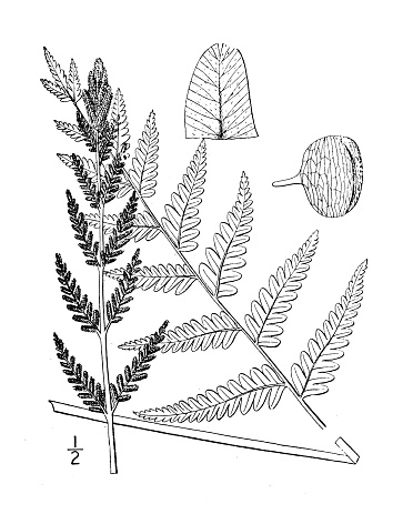 Antique botany plant illustration: Osmunda cinnamomea, Cinnamon fern