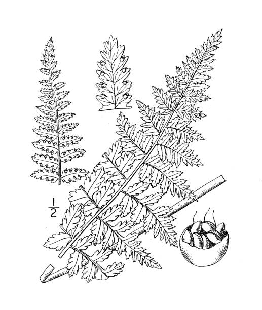 Antique botany plant illustration: Dicksonia punctilobula, Hay-scented fern Antique botany plant illustration: Dicksonia punctilobula, Hay-scented fern tree fern stock illustrations