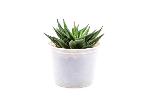 istock small cactus plant in white pot - Haworthia limifolia isolate on white background,Haworthia limifolia Marloth,File Leafed Haworthia, Fairies Washboard 1392963000