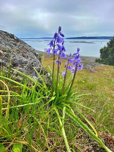 istock Images of Skagit Bay 1392963120