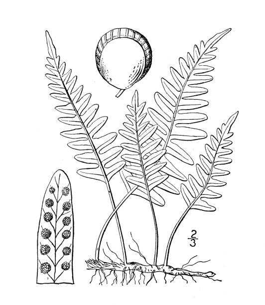 Antique botany plant illustration: Polypodium vulgare, Common Polypody Antique botany plant illustration: Polypodium vulgare, Common Polypody polypodiaceae stock illustrations